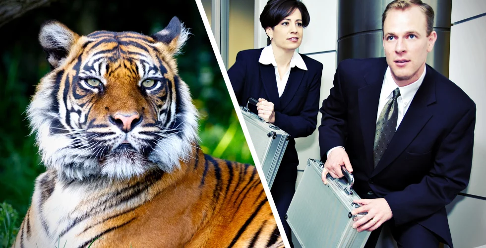 Sprutade pengar på startups – nu har Tiger Capital lämnat Europa i smyg