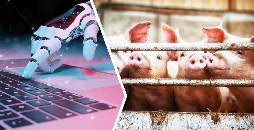 Smart Agritech Solution tar in kapital till AI för grisar – löser svinjobbigt problem