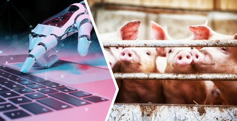 Smart Agritech Solutions väger grisar med AI – plockar in nya miljoner