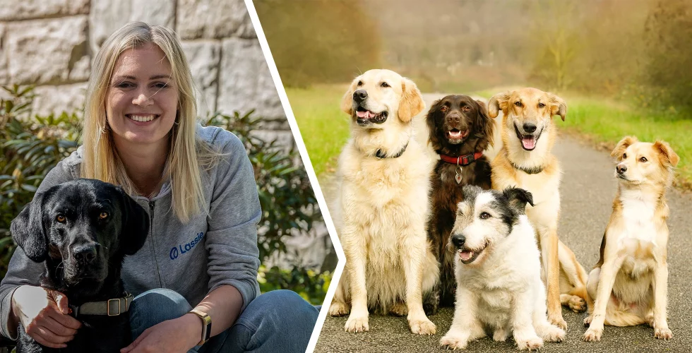 Milstolpe för Lassie – ska ta över världen: “Världsdel för världsdel”